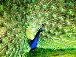 Dhae's Profile Photo