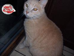 crescentgel's Profile Photo