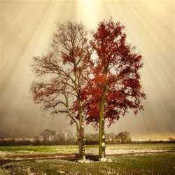 holylife's Profile Photo